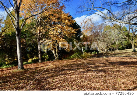 Deciduous trees and deciduous leaves in late autumn 77293450