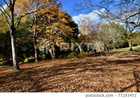 Deciduous trees and deciduous leaves in late autumn 77293451