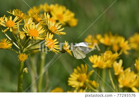 Butterflies sucking nectar 77293576