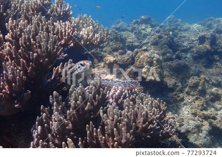 在美麗的沖繩海底發現海龜 77293724