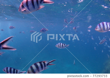 The sea of Okinawa full of fish, full of damselfish The sea of Okinawa full of fish, full of damselfish 77293733