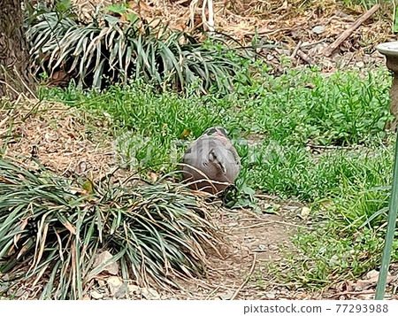 Wild bird turtle dove, do not fly, walk around with your feet. To build a couple's nest. Wild bird turtle dove, do not fly, walk around with your feet. To build a couple's nest. 77293988