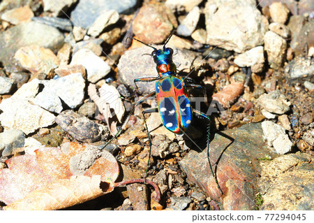 Tiger beetle (Nami tiger beetle) 77294045