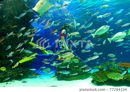 陽光水族館 陽光水族館 77294104