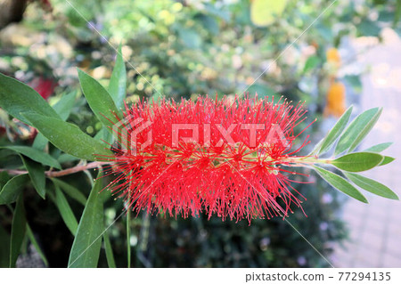 紅油菜 紅油菜 77294135