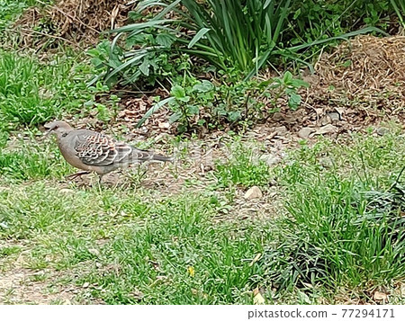 Wild birds roam around. Step by step. Don't fly. Wild birds roam around. Step by step. Don't fly. 77294171