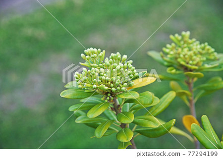 Tobera's coffin Tobera's coffin 77294199