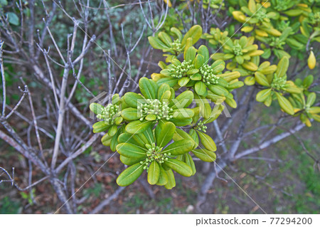 Tobera's coffin Tobera's coffin 77294200