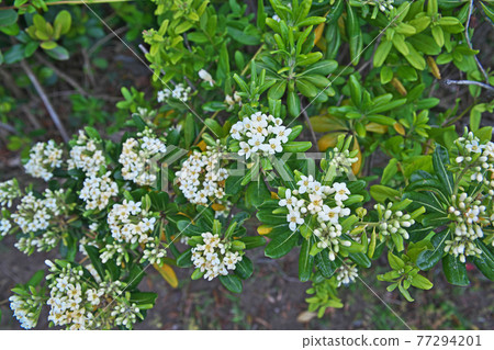 White cheesewood flowers White cheesewood flowers 77294201