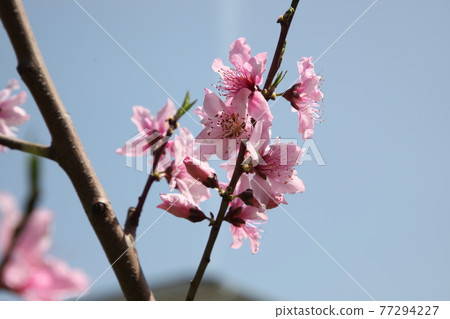 Peach blossoms Peach blossoms 77294227