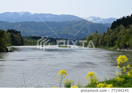 油菜花盛開的最上川景色 77294245