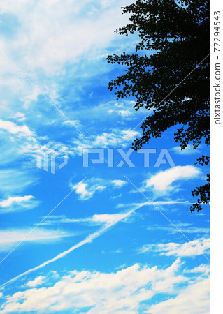 Landscape of trees and blue sky Landscape of trees and blue sky 77294543