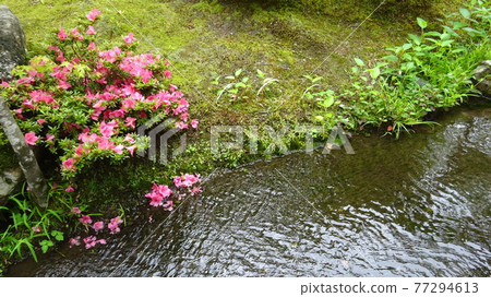 Azalea flowers quietly on the clean waterside 77294613