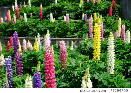Lupine flower garden [Tsukui, Sagamihara City, May] 77294709