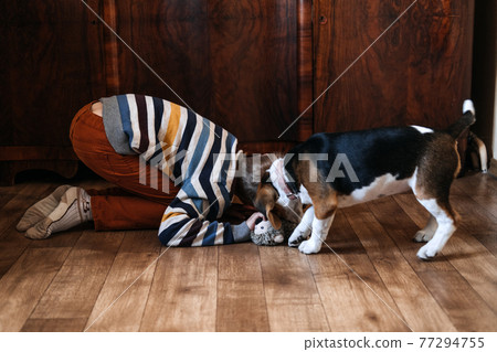 Games to play with beagle puppies. How to Entertain puppy and adult Beagle Indoors, Fun Ways to Exercise Beagle. Cute little Beagle puppy and kid boy playing on the floor at home Games to play with beagle puppies. How to Entertain puppy and adult Beagle Indoors, Fun Ways to Exercise Beagle. Cute little Beagle puppy and kid boy playing on the floor at home 77294755
