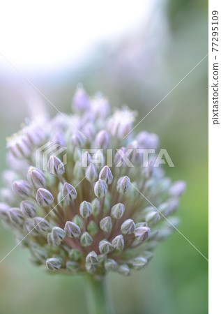 大蒜花 77295109