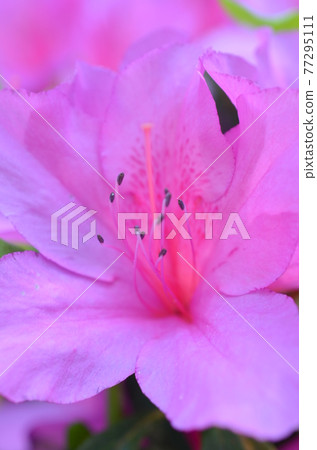 三室寺盛開杜鵑花園粉紅色杜鵑花 三室寺盛開杜鵑花園粉紅色杜鵑花 77295111
