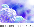 hydrangea   77295434