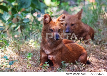The Dholes, Cuon alpinus, Indian Wild dogs, Nagzira wildlife sanctuary , Maharashtra, India The Dholes, Cuon alpinus, Indian Wild dogs, Nagzira wildlife sanctuary , Maharashtra, India 77295622