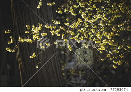 Winter plum blossoms at Sasaki Shrine in Omihachiman, Shiga Prefecture 77295674