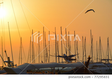 Adriatic landscape-Vrsar, Croatia Adriatic landscape-Vrsar, Croatia 77295831