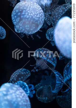 Spotted jellyfish marine life Spotted jellyfish marine life 77295849
