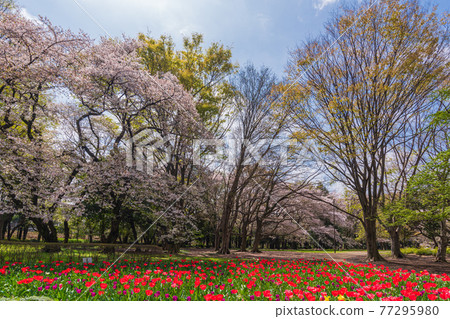 東京賞花步道 世田谷區衣田公園賞櫻花 照片素材 圖片 圖庫 東京賞花步道 世田谷區衣田公園賞櫻花 照片素材 圖片 圖庫