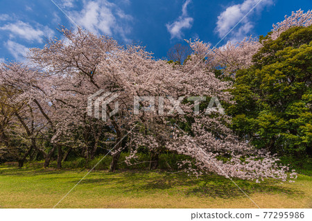 東京賞花步道、世田谷區衣田公園賞櫻花 77295986