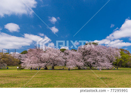 Tokyo cherry-blossom viewing walk, cherry-blossom viewing in full bloom in Kinuta Park, Setagaya-ku 77295991