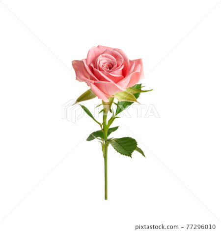 Beautiful single pink rose isolated on white background 77296010