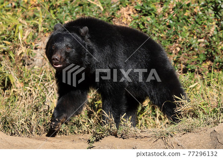 亞洲黑熊 亞洲黑熊 77296132