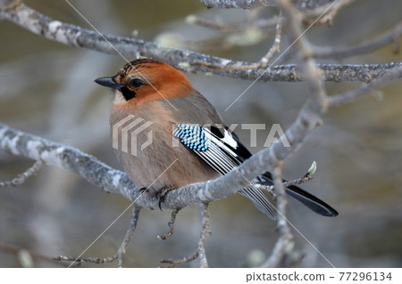 Miyamakakesu 77296134