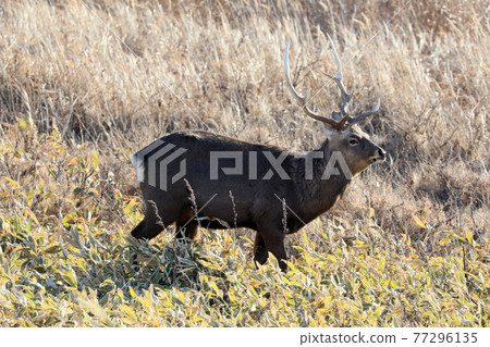 北海道鹿 77296135
