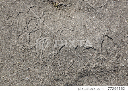 Bubble pattern left on the sandy beach Bubble pattern left on the sandy beach 77296162
