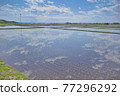 Rice field reflection 77296292