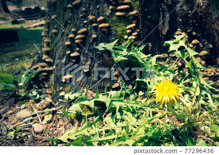 Dandelions standing quietly in the forest 77296436