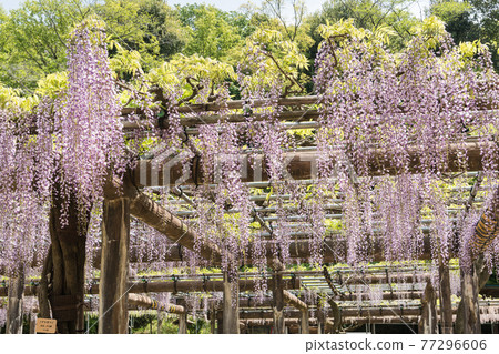 紫藤花 紫藤花 77296606