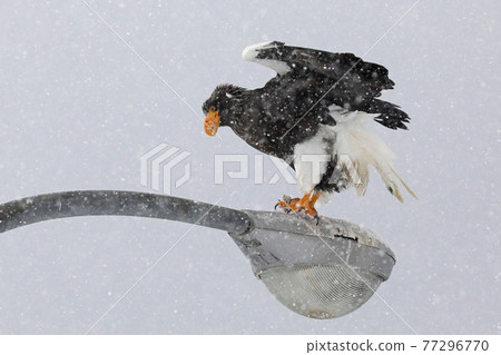 Hokkaido Steller's sea eagle 77296770