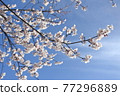 Cherry blossoms in full bloom shining in the blue sky 77296889