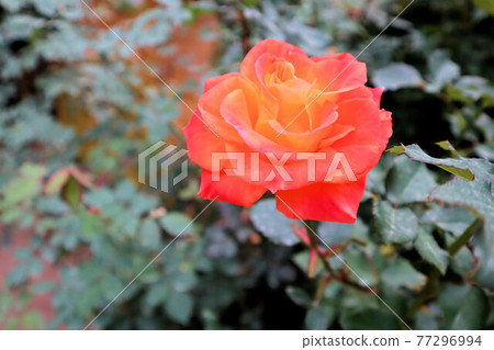 紅色和黃色玫瑰 77296994