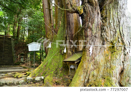 埼玉縣時川町發電站萩比吉神社的新北小木杉 77297007