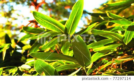 Landscape with leaves of bamboo grass Landscape with leaves of bamboo grass 77297114