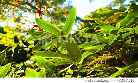 Landscape with leaves of bamboo grass Landscape with leaves of bamboo grass 77297116