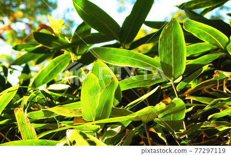 Landscape with leaves of bamboo grass Landscape with leaves of bamboo grass 77297119