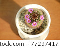 Cactus flower 1 77297417