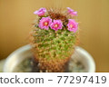 Cactus flower 2 77297419