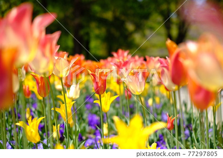 In the tulip field 77297805