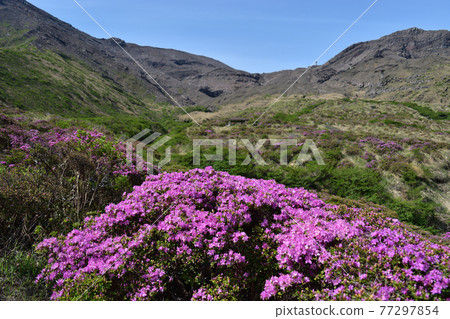 Miyama Kirishima blooming in Sensuikyo [May] 77297854