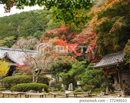 Autumn at Rakusai Kinzoji Temple in Kyoto 77298033