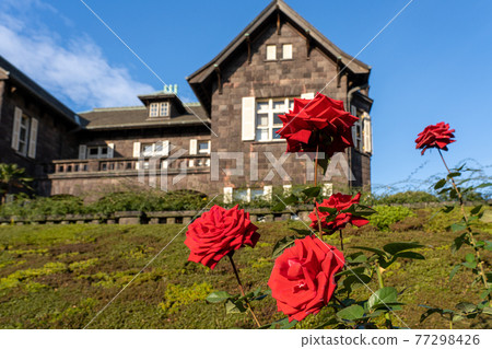 Old Furukawa Garden Roses Old Furukawa Garden Roses 77298426